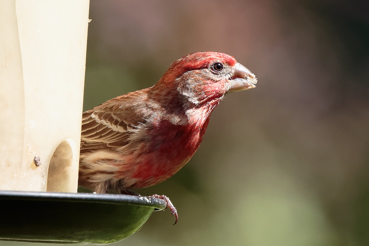 Чечевиця садова - ML646341220