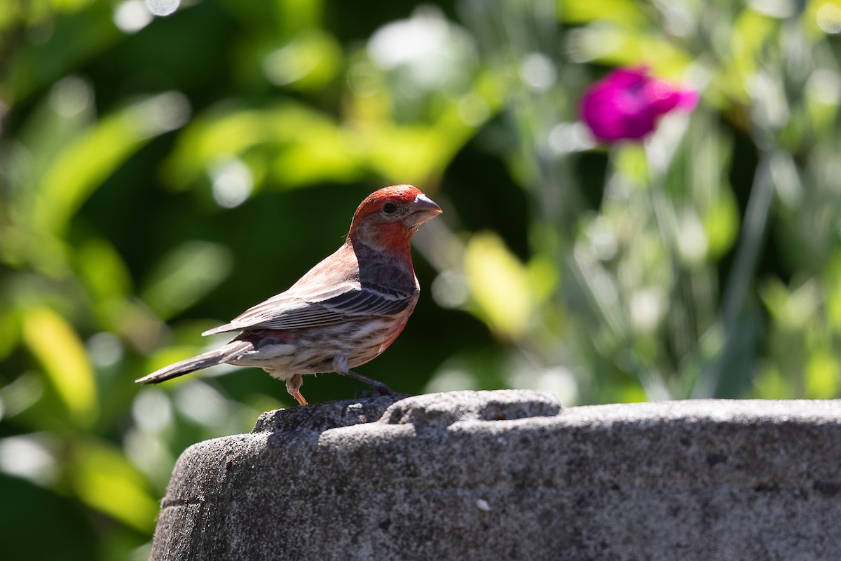 Чечевиця садова - ML646341221