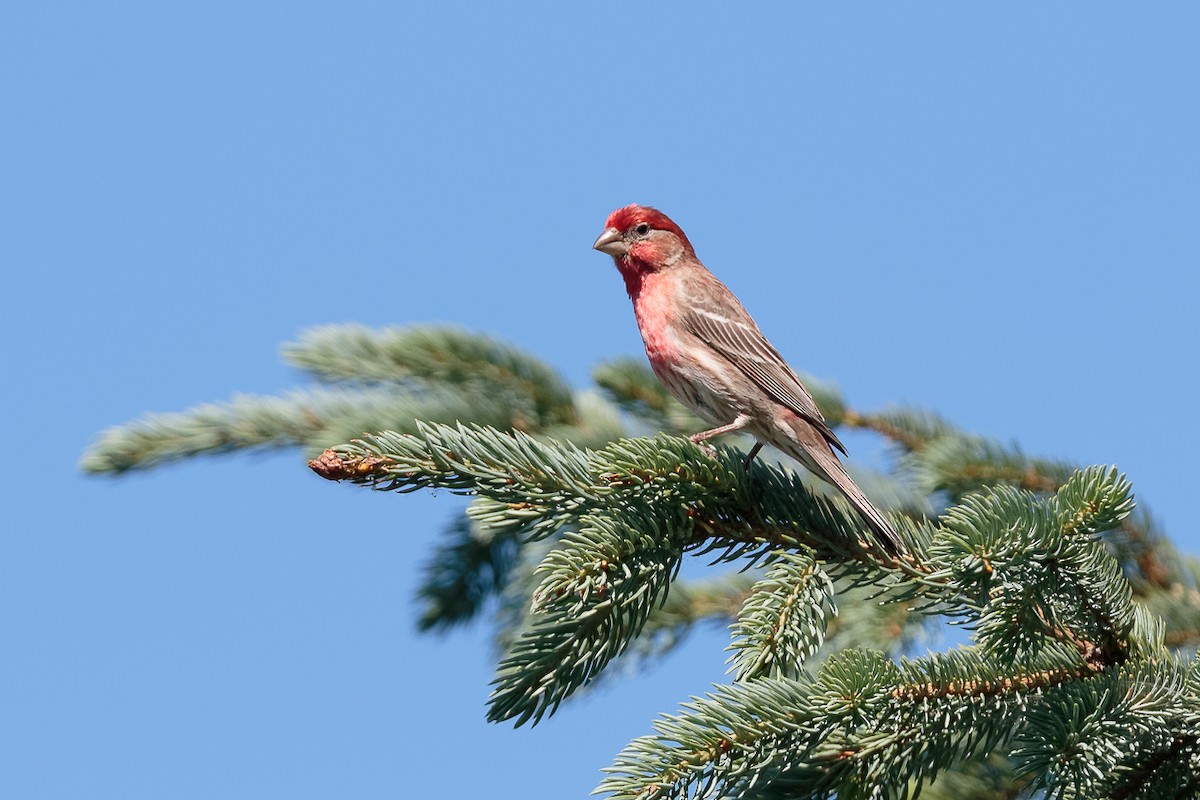 Чечевиця садова - ML646341222