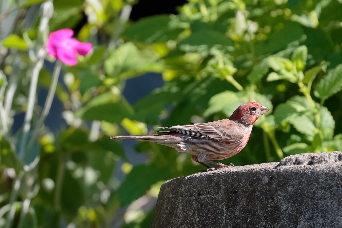 Чечевиця садова - ML646341224