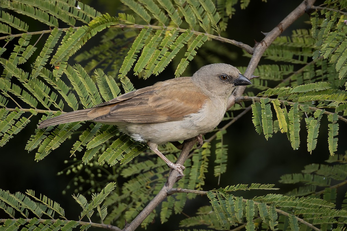 Горобець сіроголовий - ML646341225