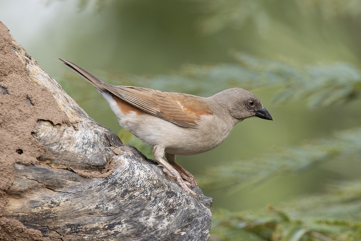 Горобець сіроголовий - ML646341226