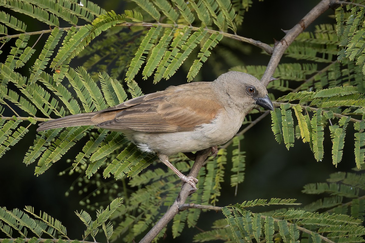 Горобець сіроголовий - ML646341227