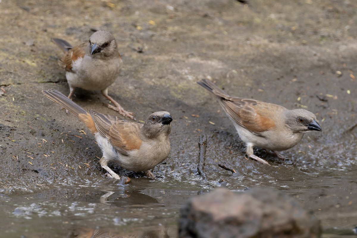 Горобець сіроголовий - ML646341228