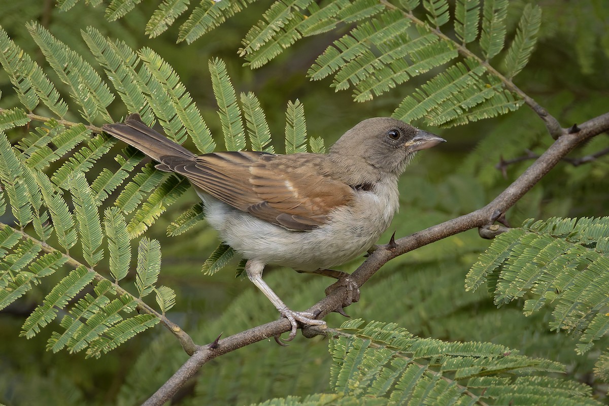 Горобець сіроголовий - ML646341229