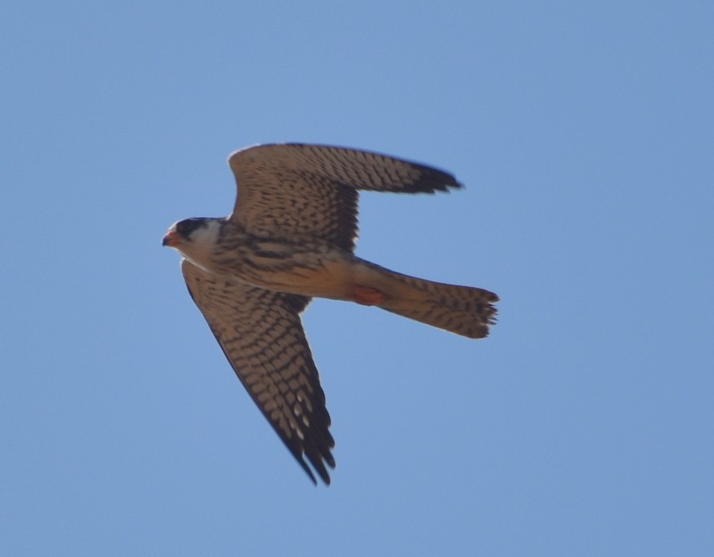 Amur Falcon - ML646341231
