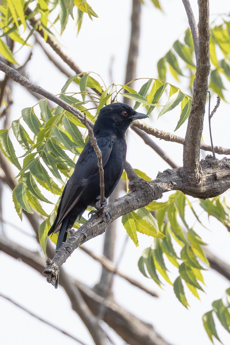 Дронго вилохвостий - ML646341232