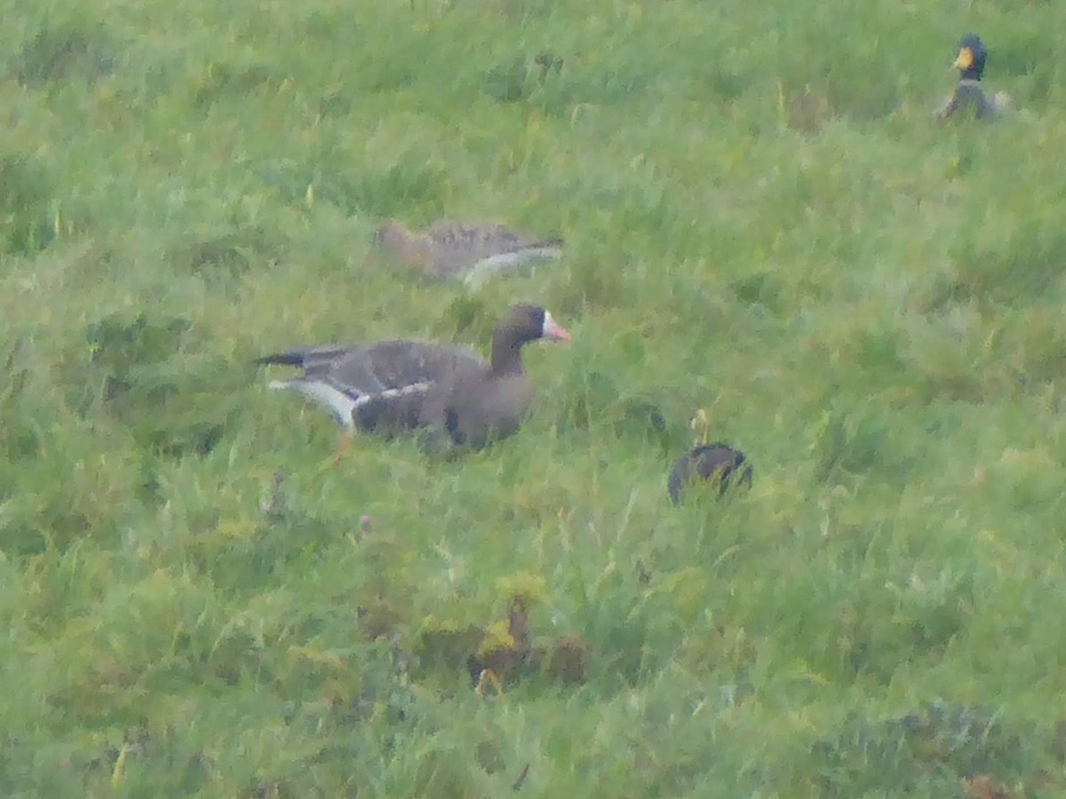 Гуска білолоба (підвид albifrons) - ML646341233