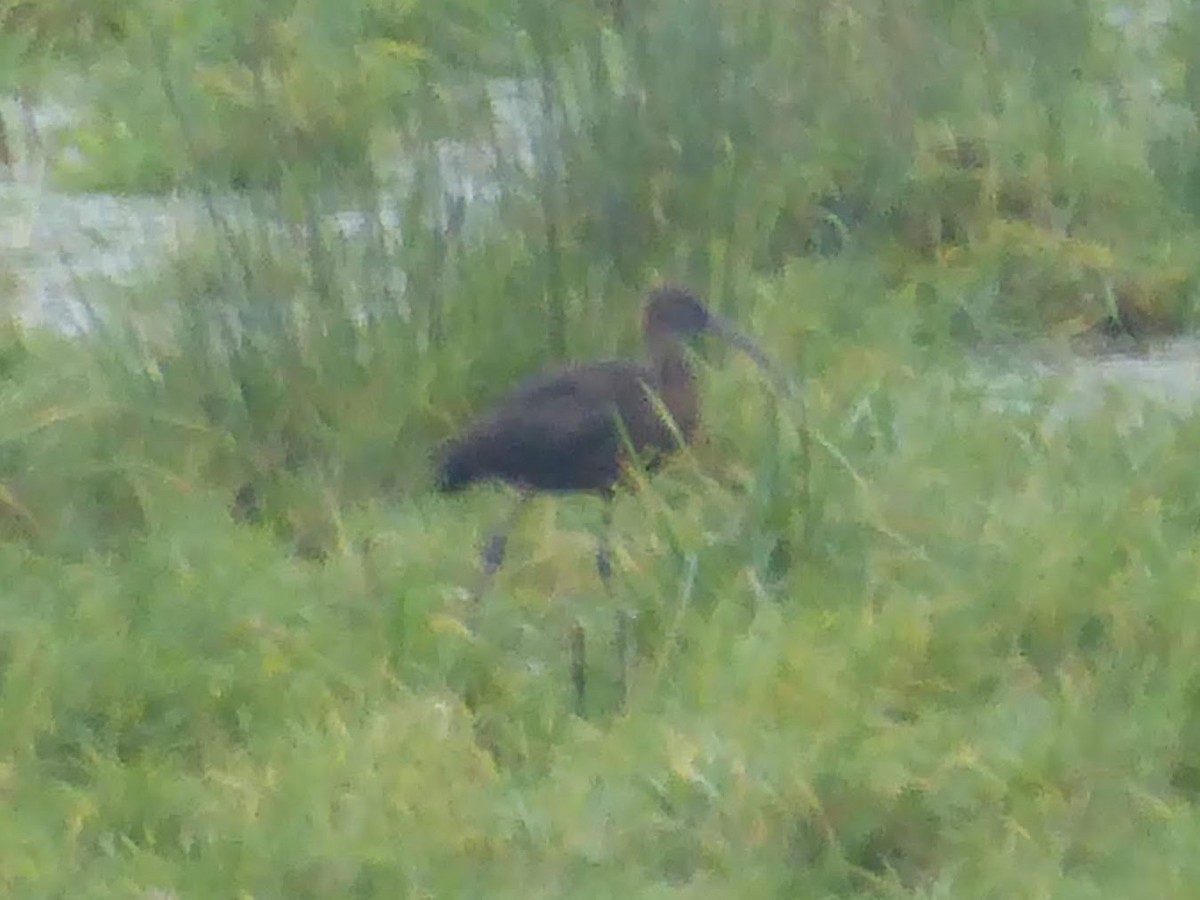 Коровайка бура - ML646341235