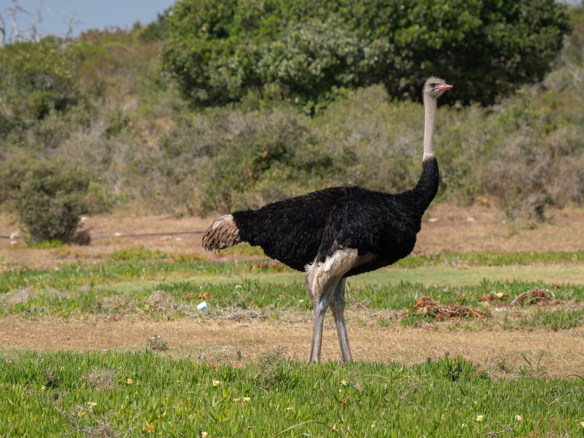 Страус африканський - ML646341236