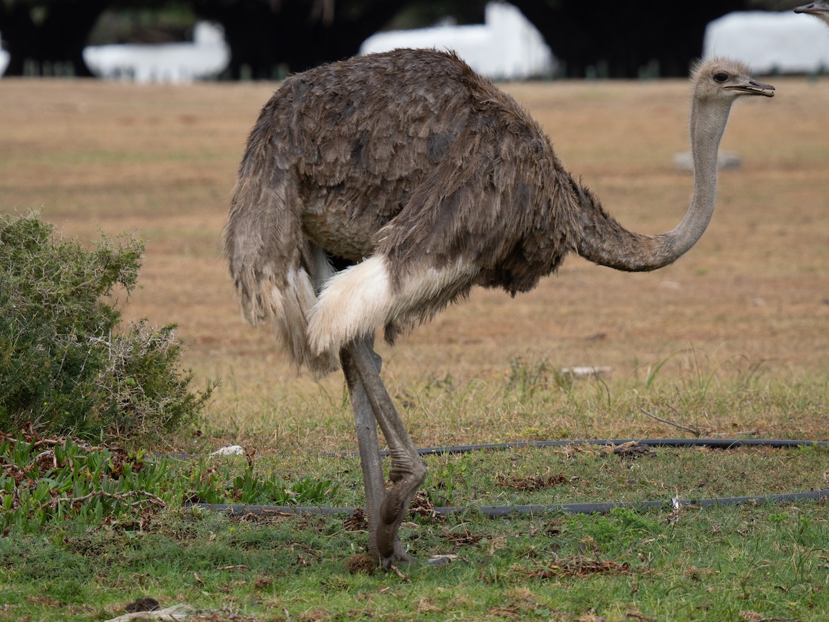 Страус африканський - ML646341237