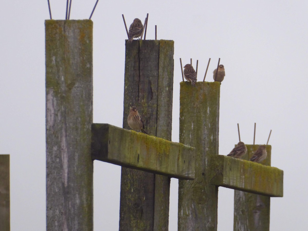 Чечітка гірська - ML646341238