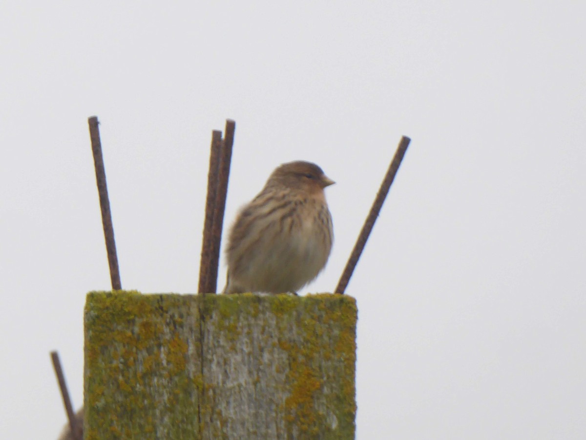 Чечітка гірська - ML646341239