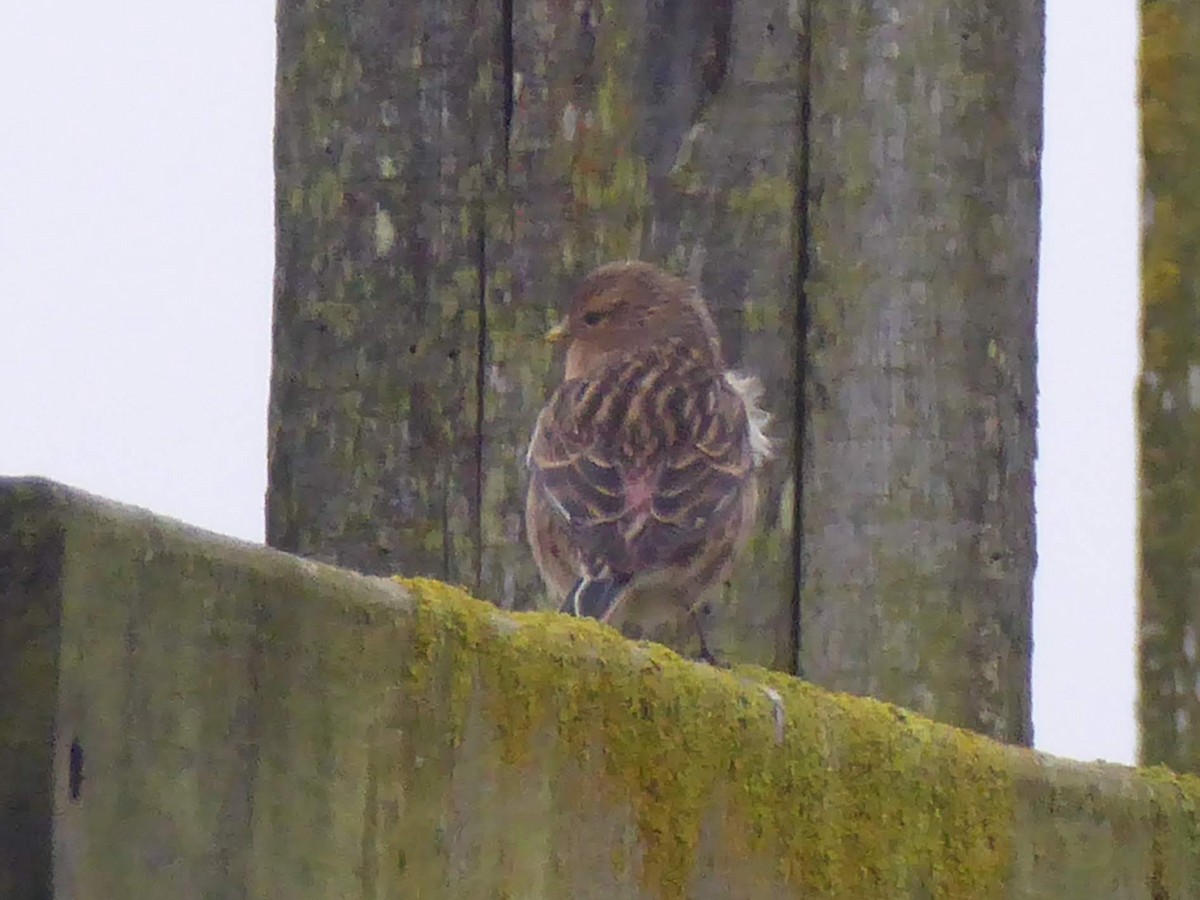 Чечітка гірська - ML646341240