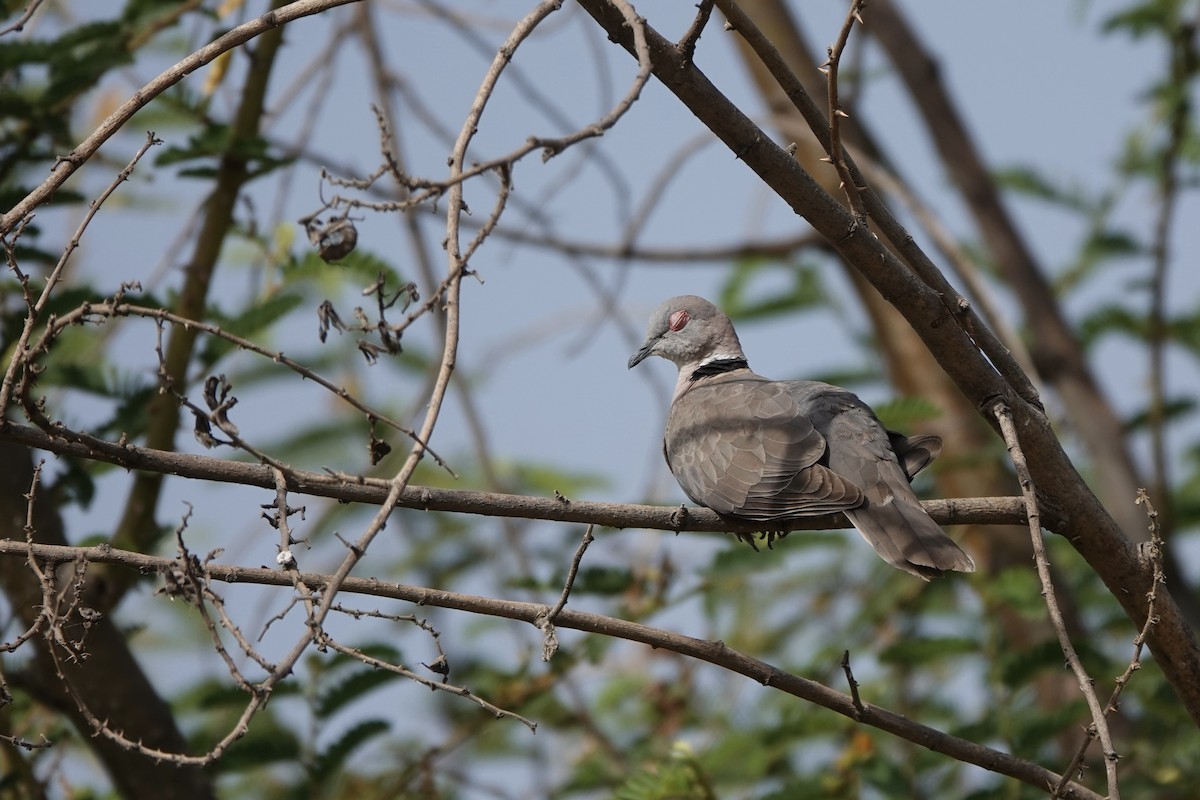 Горлиця суданська - ML646341242