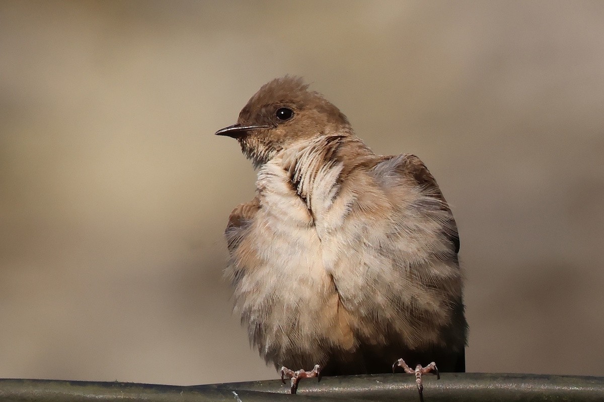 Rondine montana - ML646341250