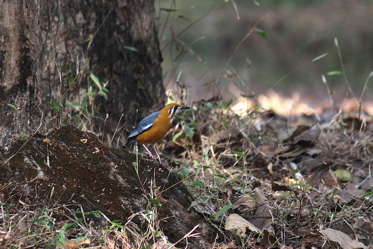 Orange-headed Thrush - ML646341257