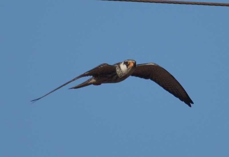 Amur Falcon - ML646341258