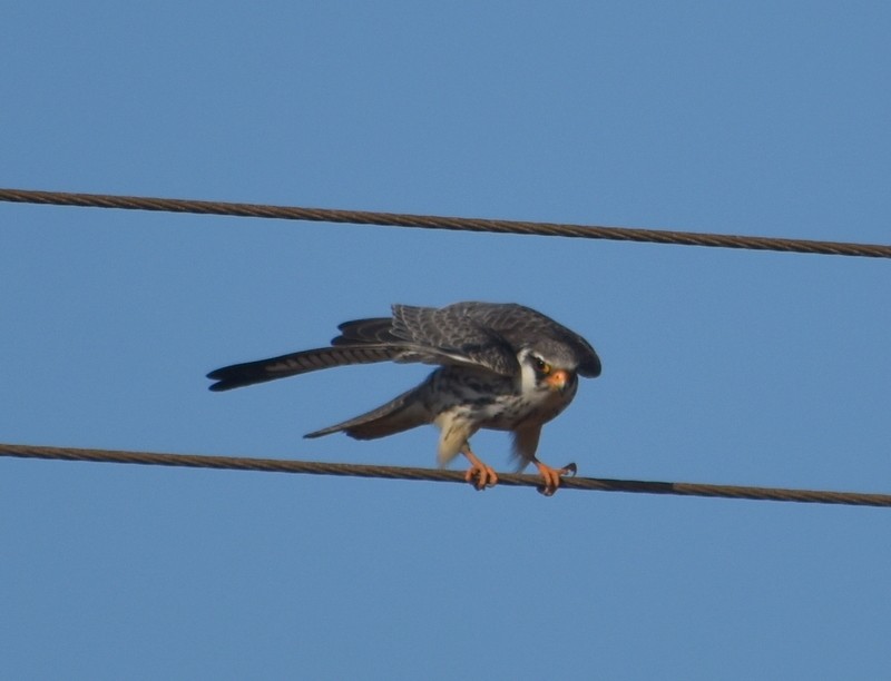 Amur Falcon - ML646341259