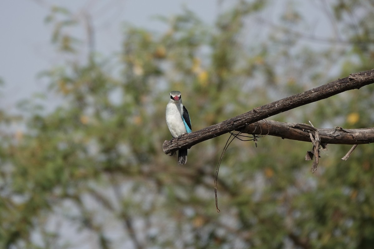 Woodland Kingfisher - ML646341260