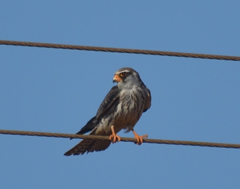 Amur Falcon - ML646341262
