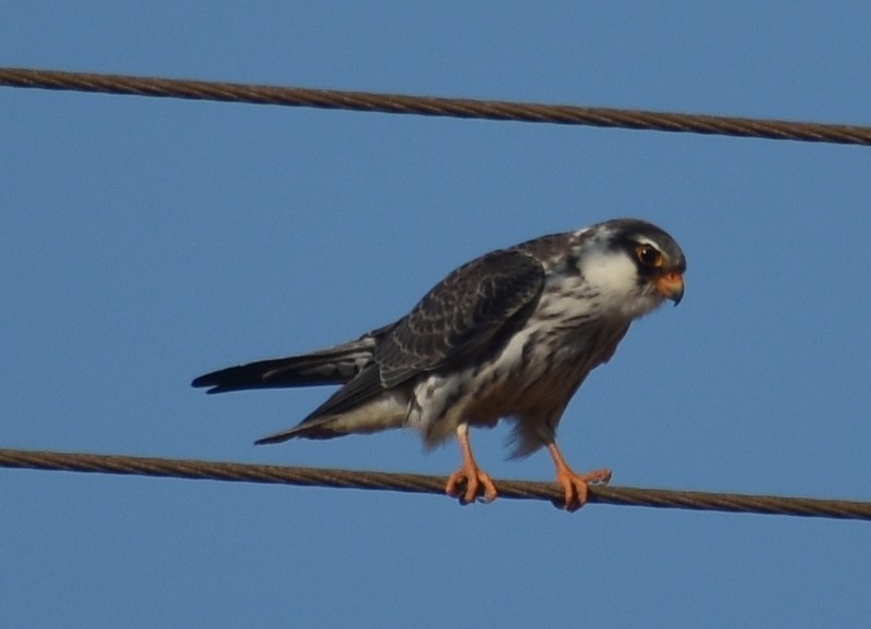 Amur Falcon - ML646341263