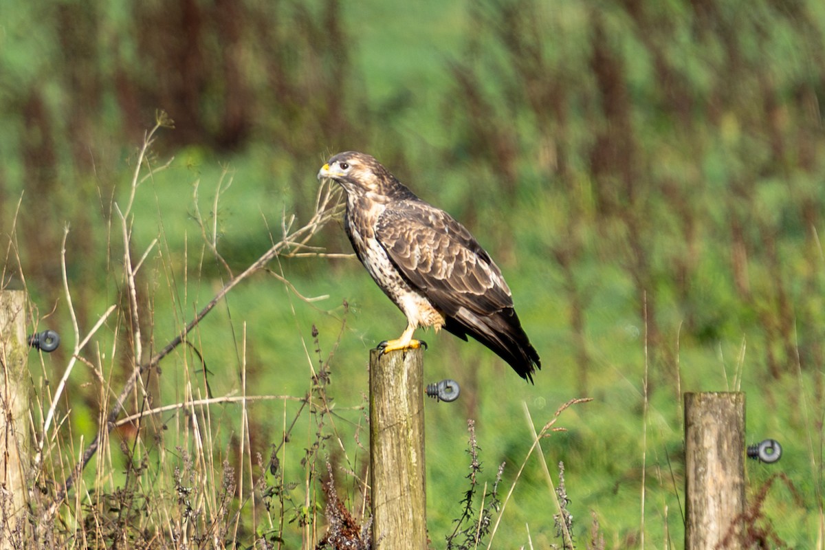 Buse variable - ML646341266