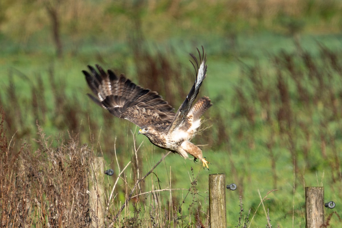 Buse variable - ML646341267