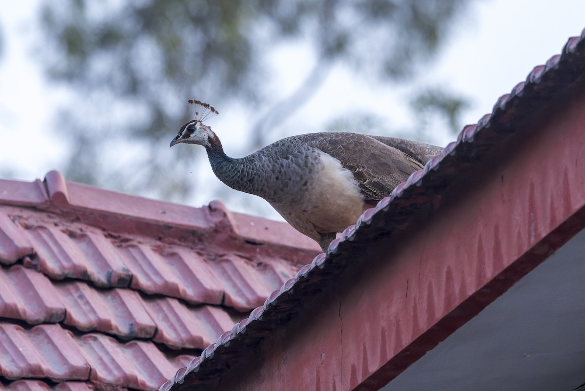 Indian Peafowl - ML646341272