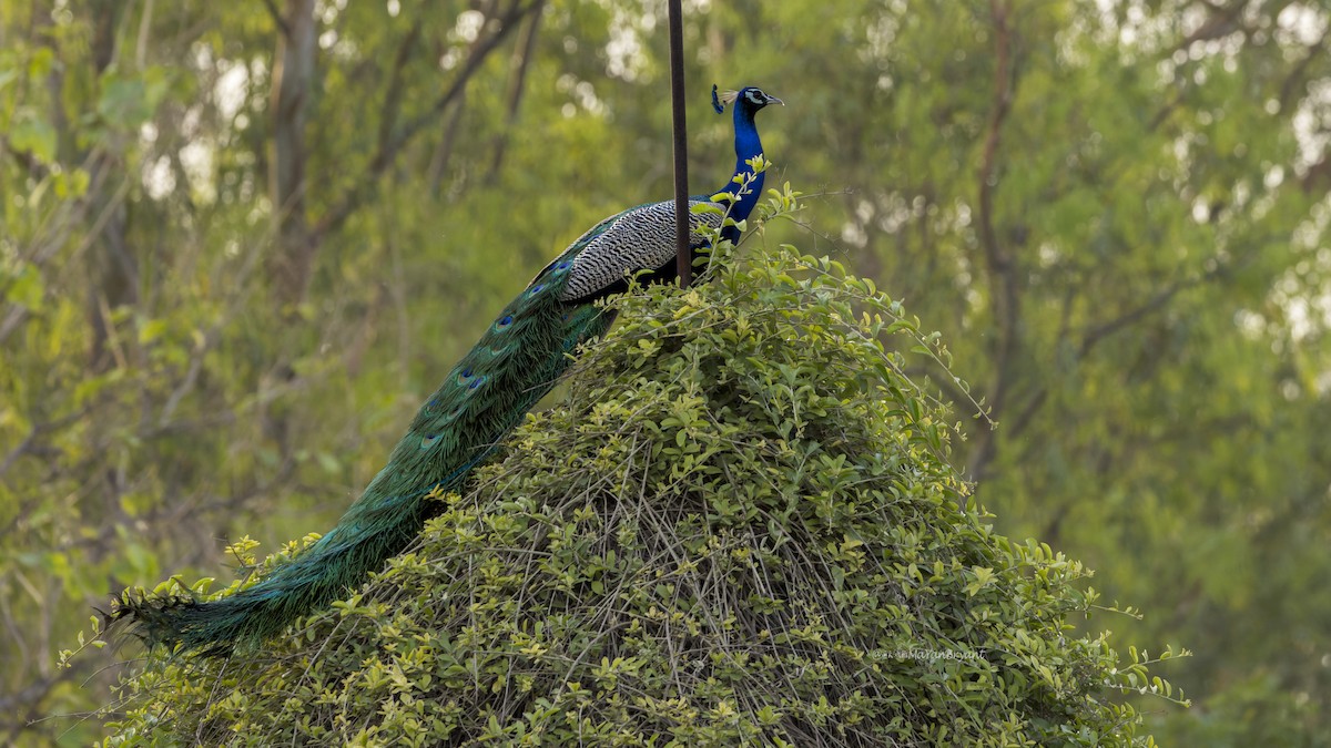 Indian Peafowl - ML646341273