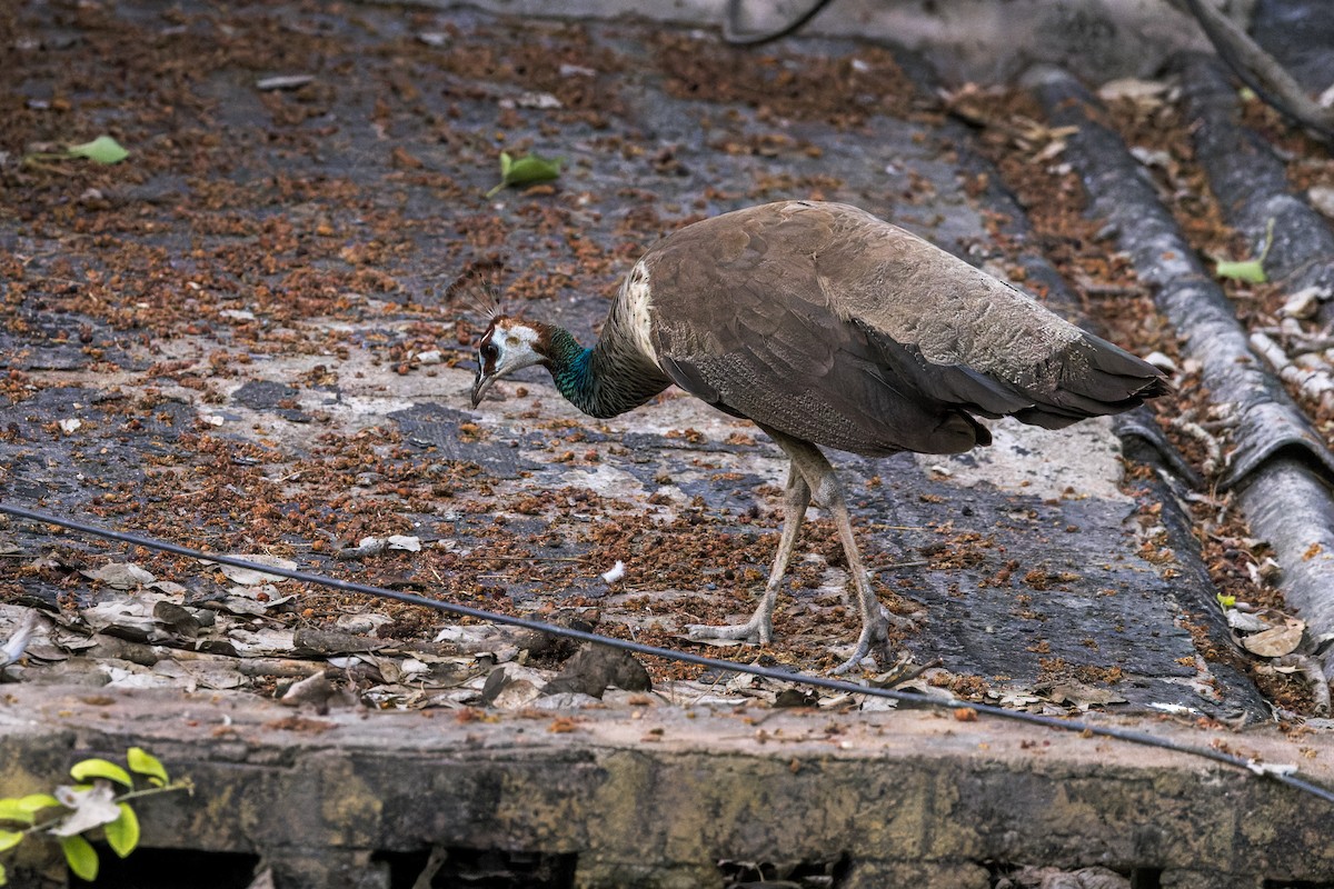 Indian Peafowl - ML646341274
