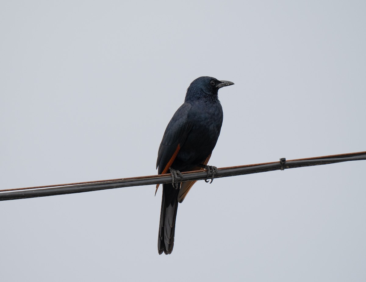 Red-winged Starling - ML646341275