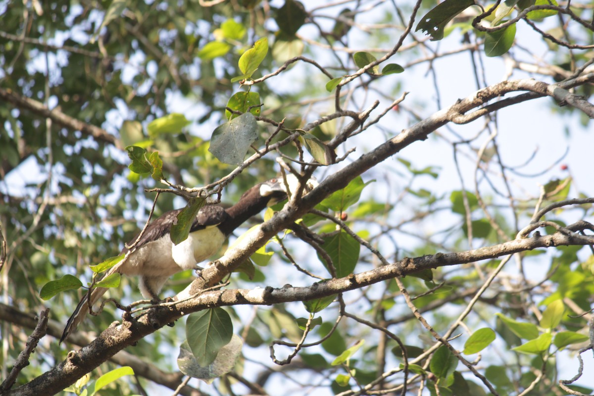 Malabar Pied-Hornbill - ML646341278
