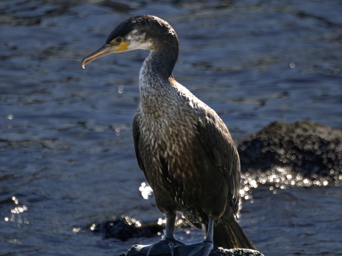 Japanese Cormorant - ML646341279