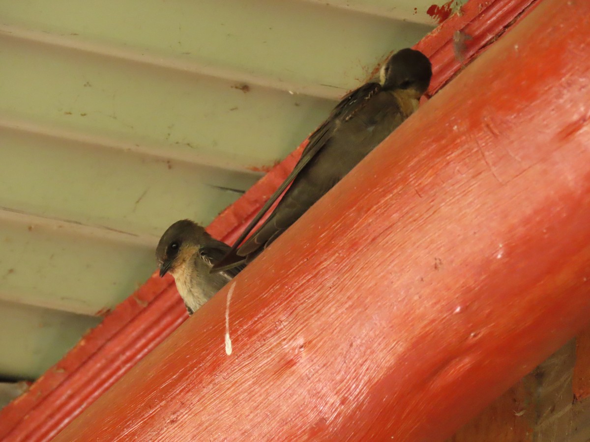 Plain Martin - ML646341282