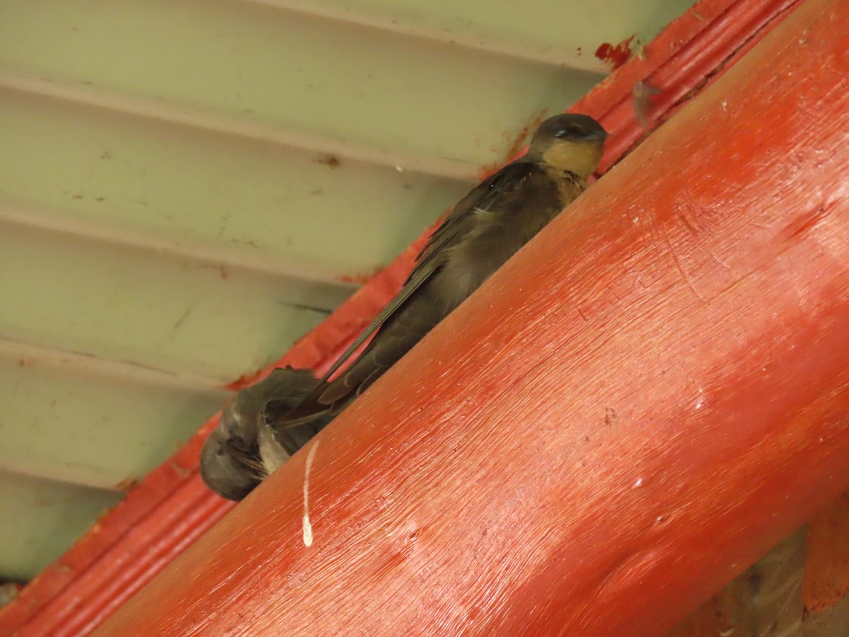 Plain Martin - ML646341283