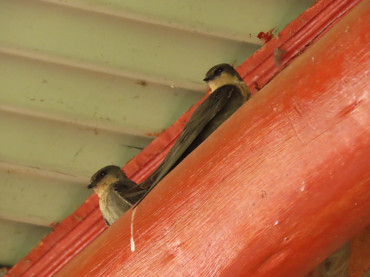 Plain Martin - ML646341284