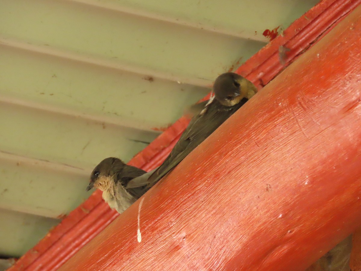 Plain Martin - ML646341285