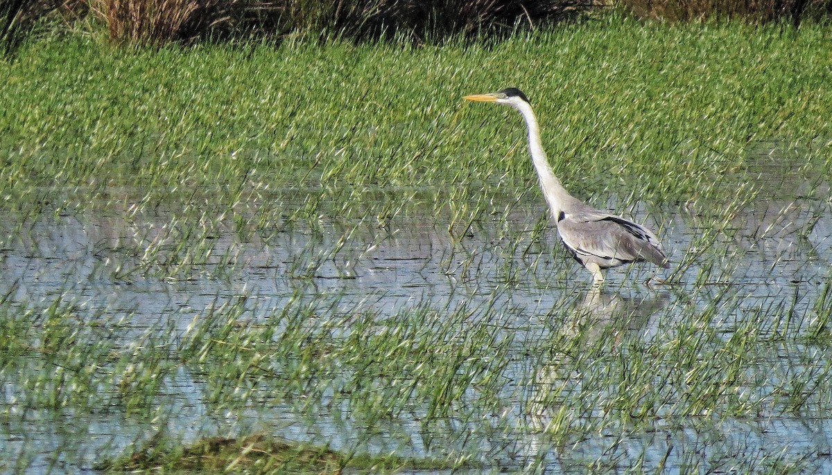 Cocoi Heron - ML646341286