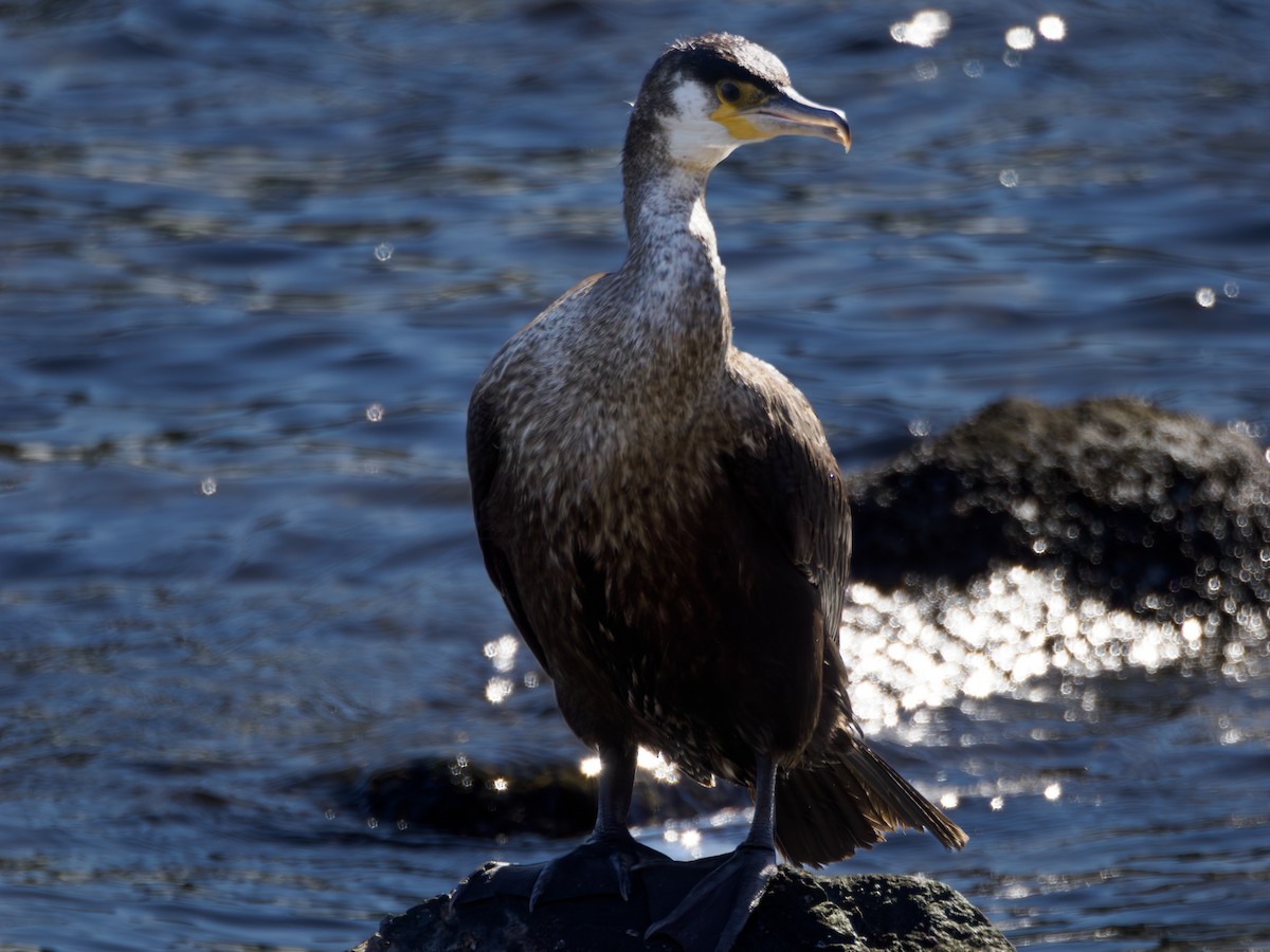 Japanese Cormorant - ML646341287