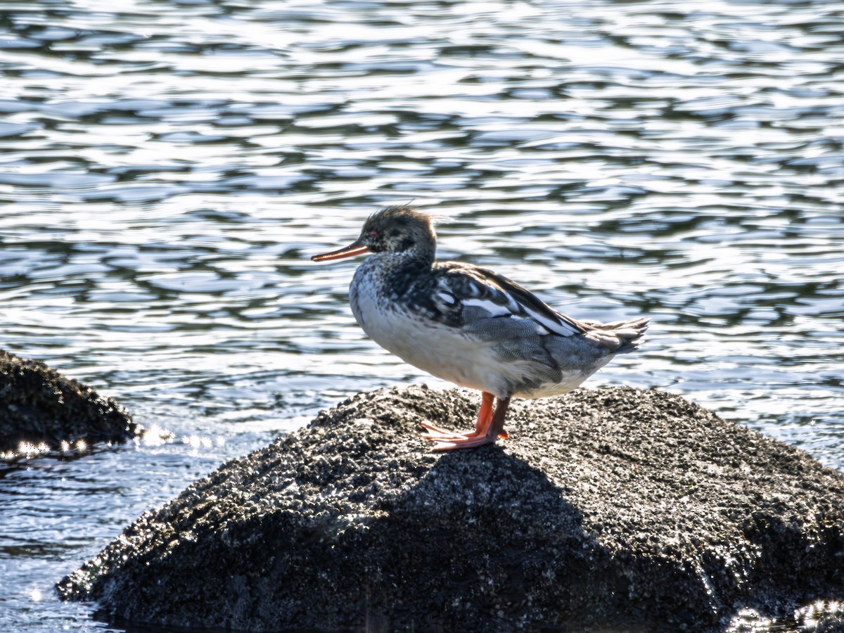 Red-breasted Merganser - ML646341293