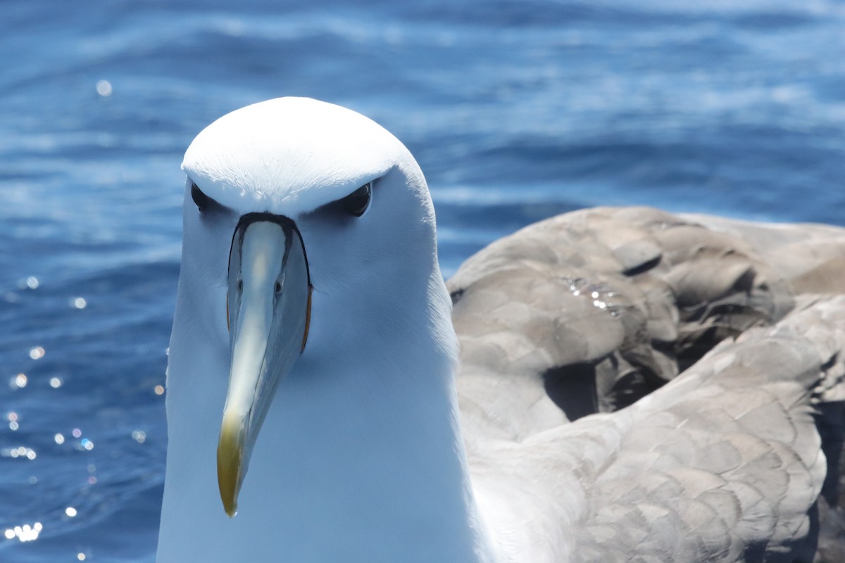White-capped Albatross - ML646341297