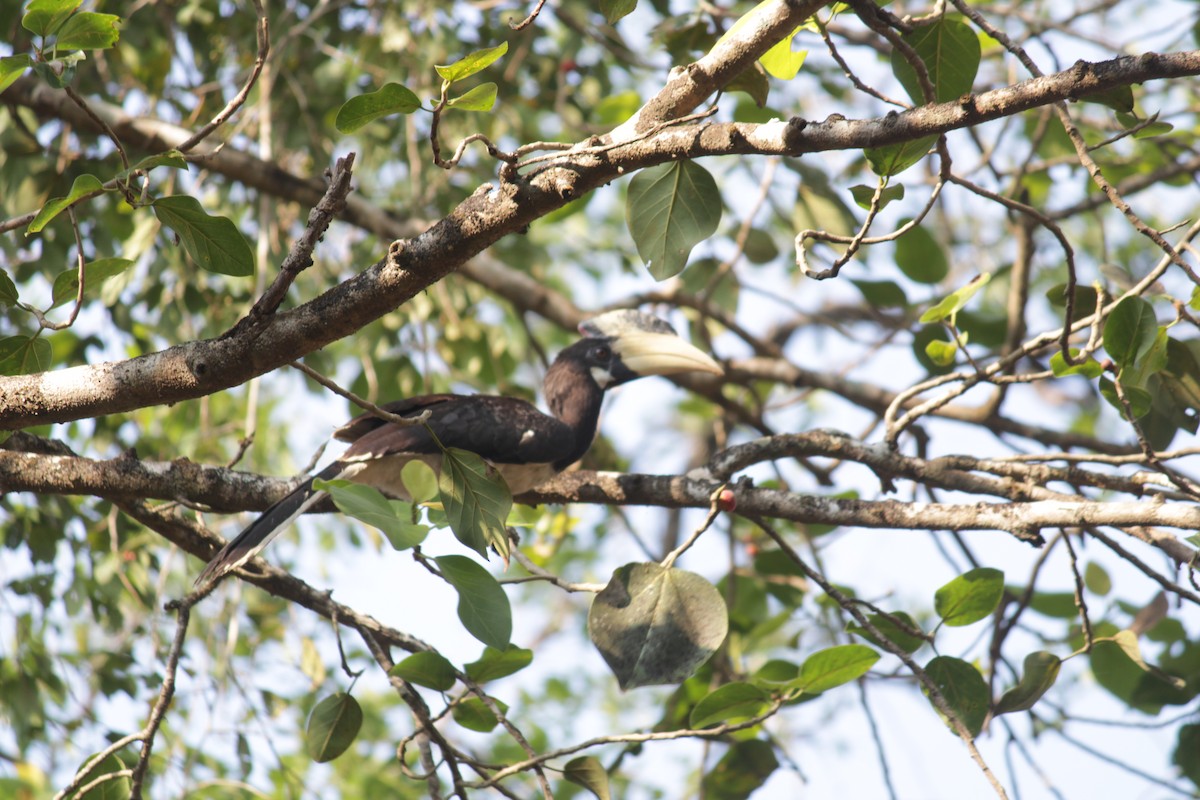 Malabar Pied-Hornbill - ML646341302