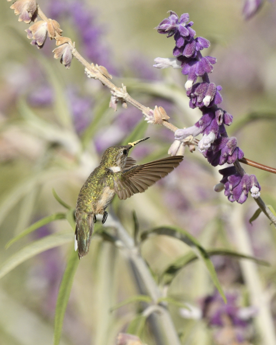 Peruvian Sheartail - ML646341303
