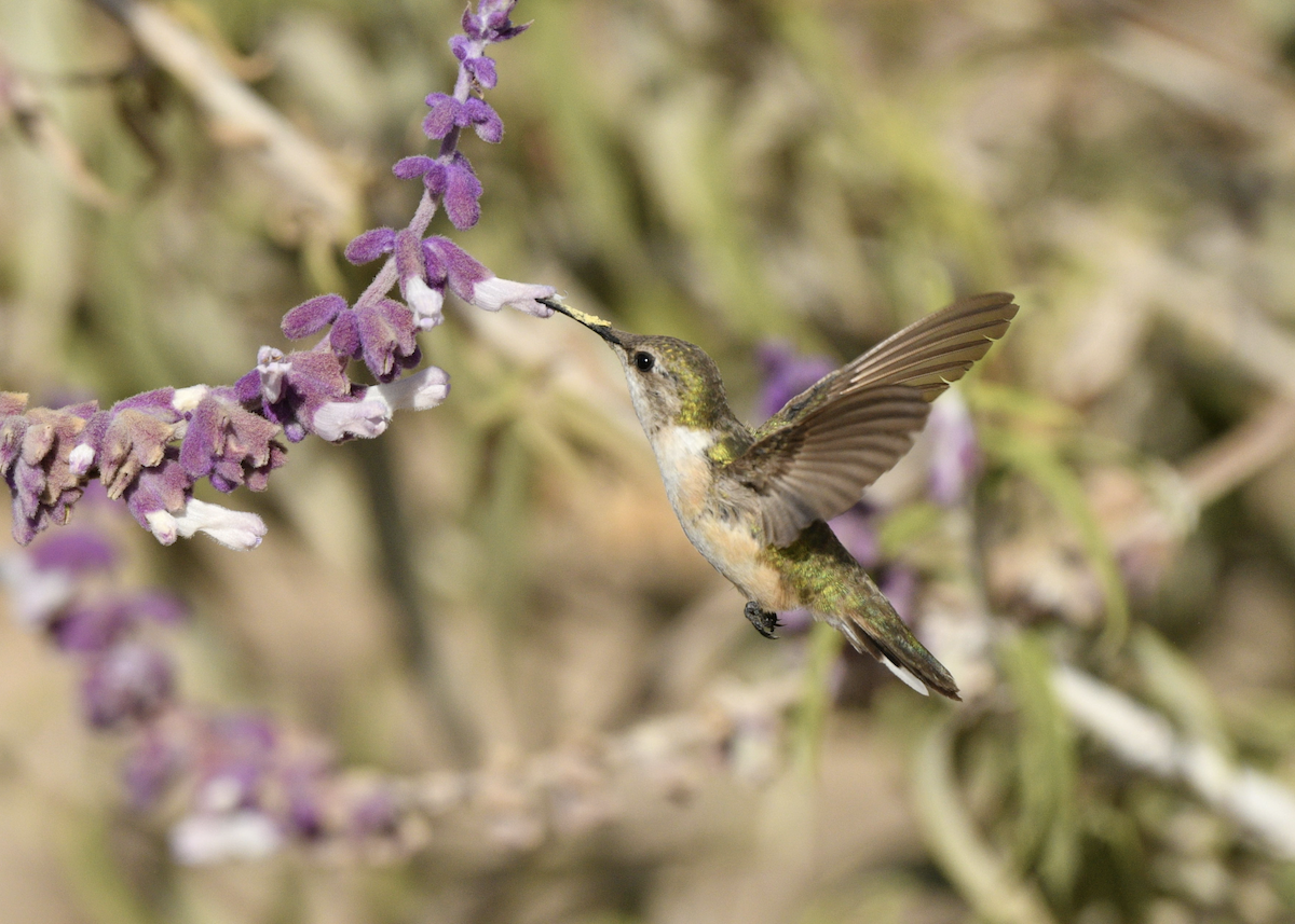 Peruvian Sheartail - ML646341306