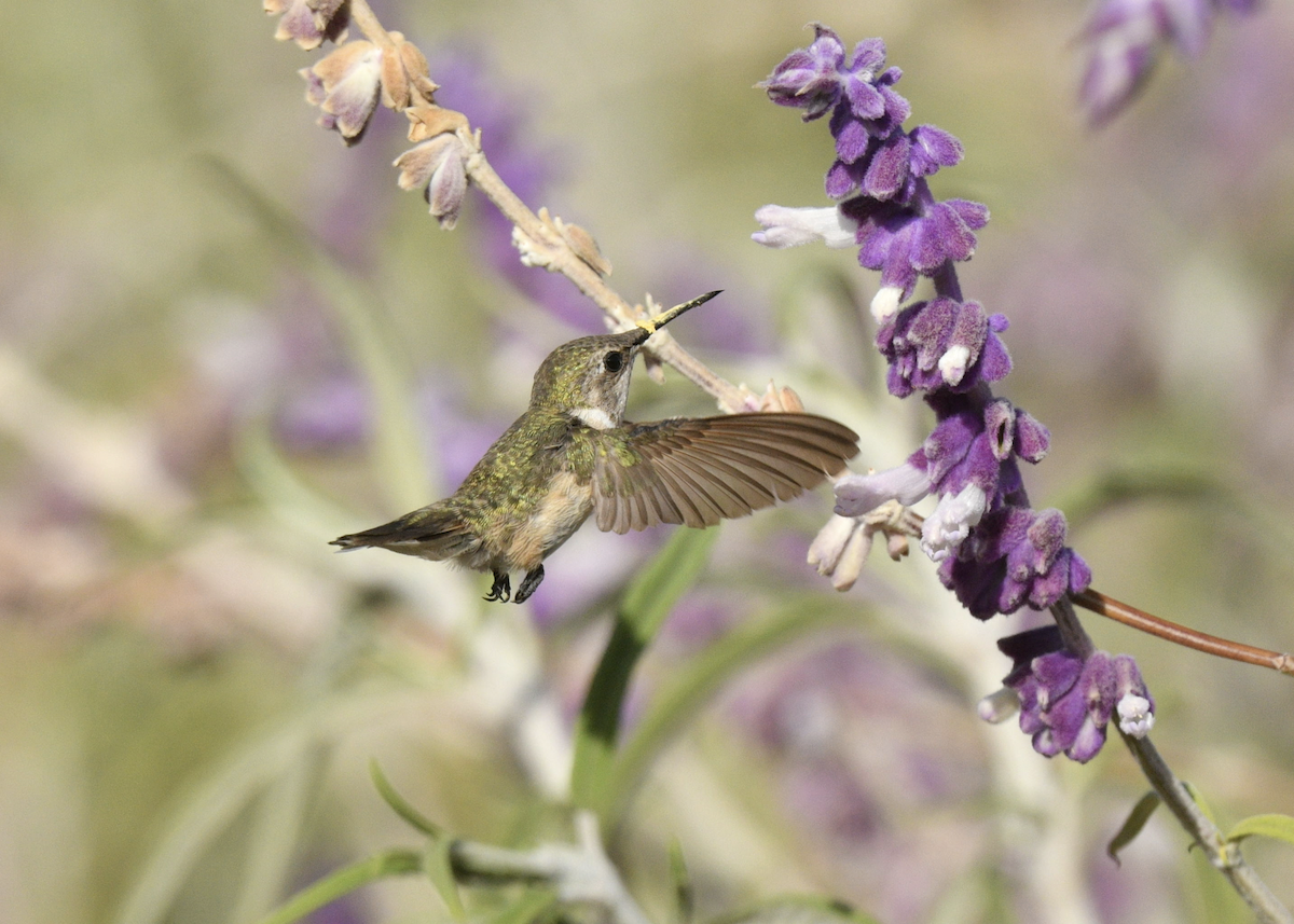 Peruvian Sheartail - ML646341310