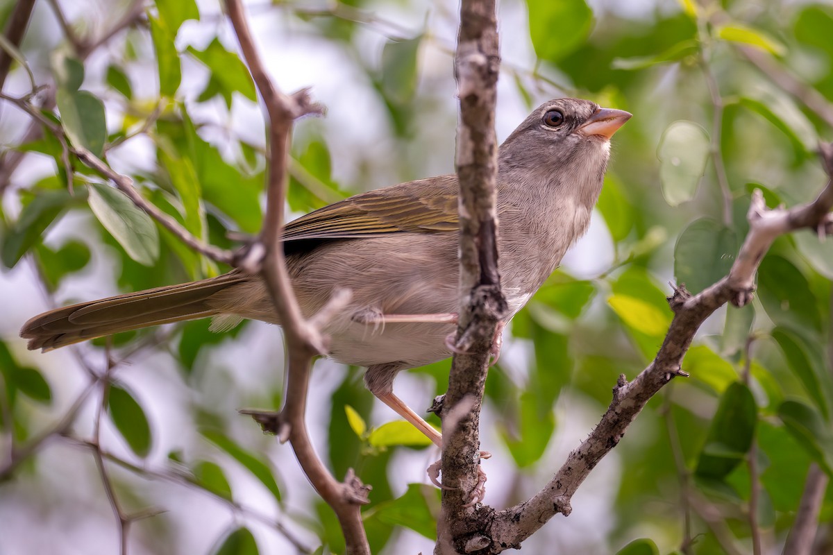 Olive Sparrow - ML646341311