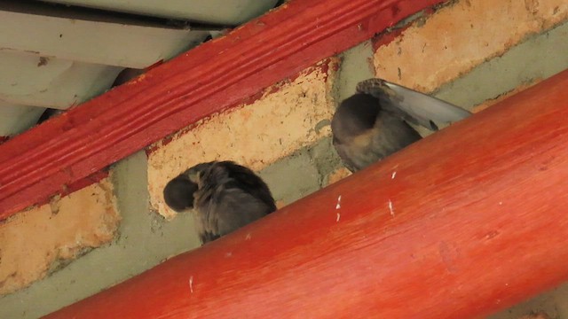 Plain Martin - ML646341313