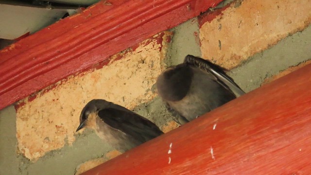 Plain Martin - ML646341314