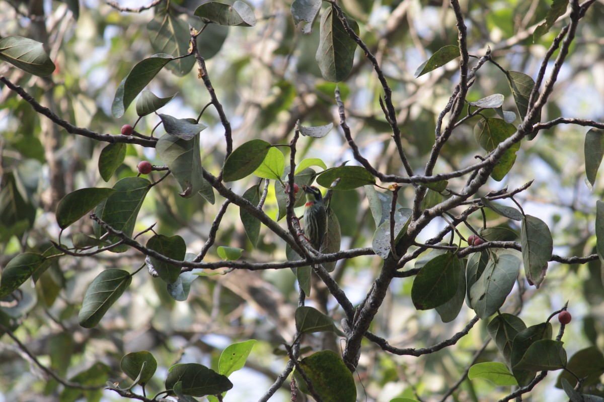 Coppersmith Barbet - ML646341315